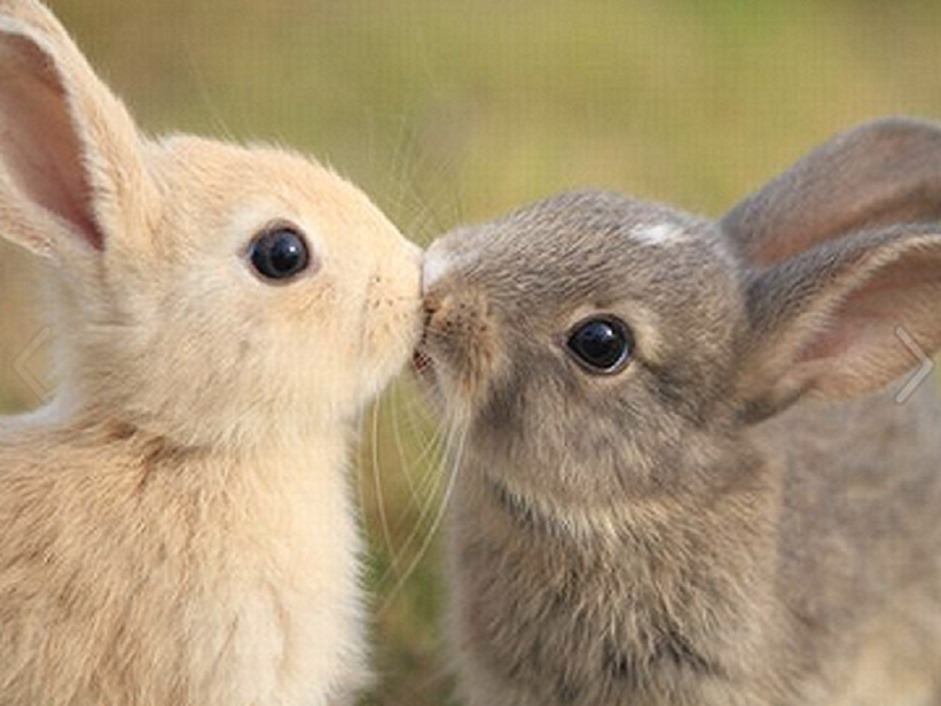 Rabbit Kiss_241